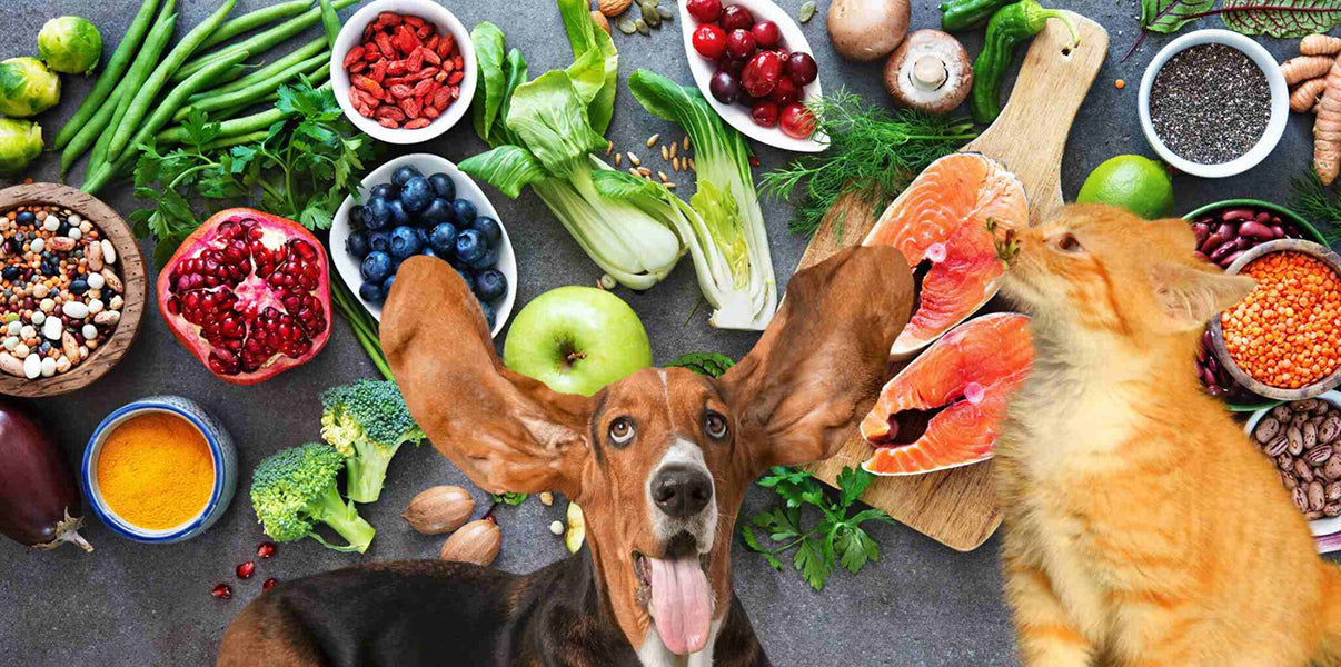A Guide to Vitamins and Minerals for Pets by PetWell